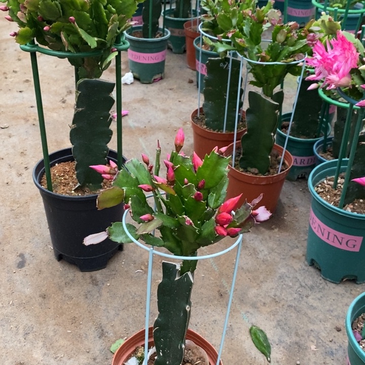 大部分花苞少量开放725嫁接078