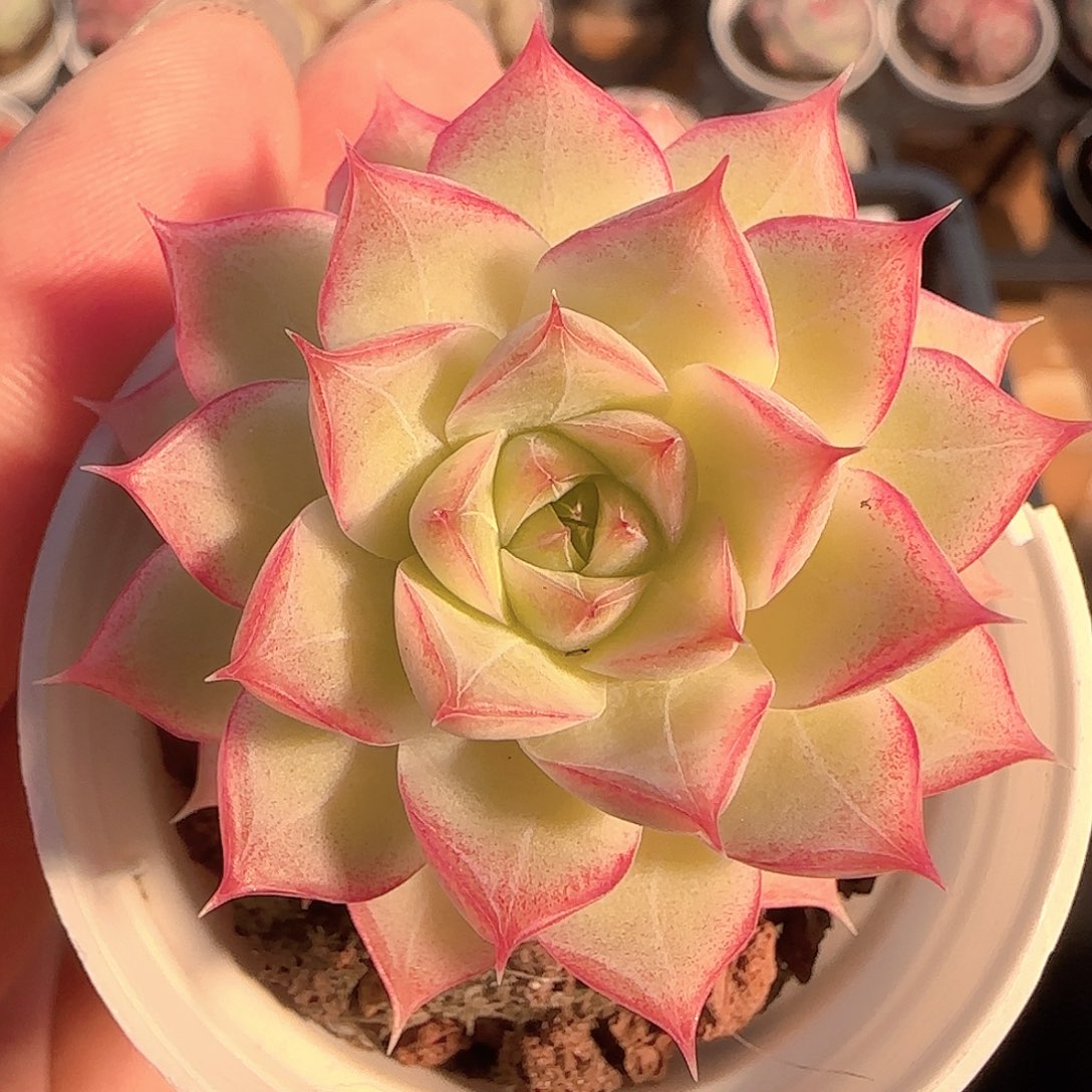 多肉1130-242女王玫瑰