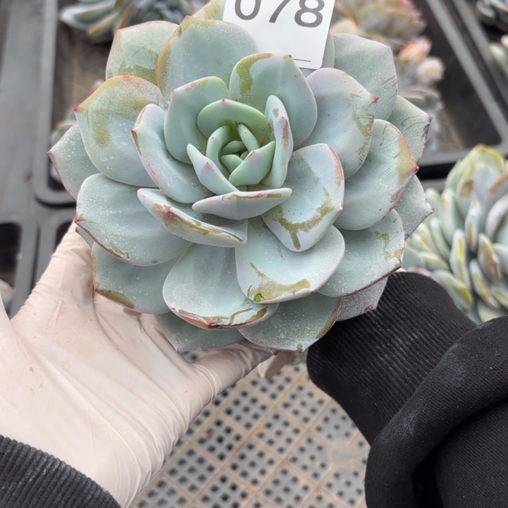 078 售后范围：签收起7天内