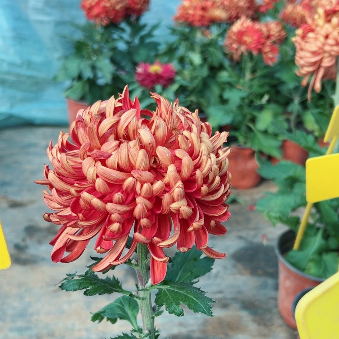 完全开放盘龙圣火独本不售后