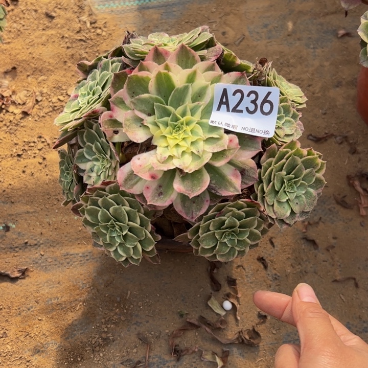 海王多肉植物236.