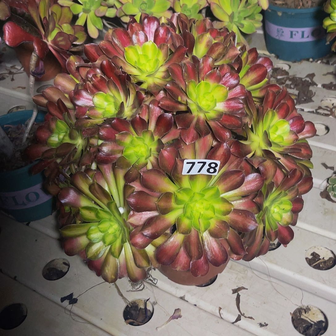 法师法师7/44包邮法师