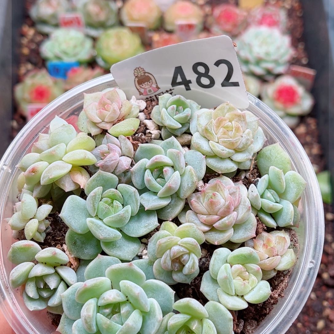 多肉植物多肉植物