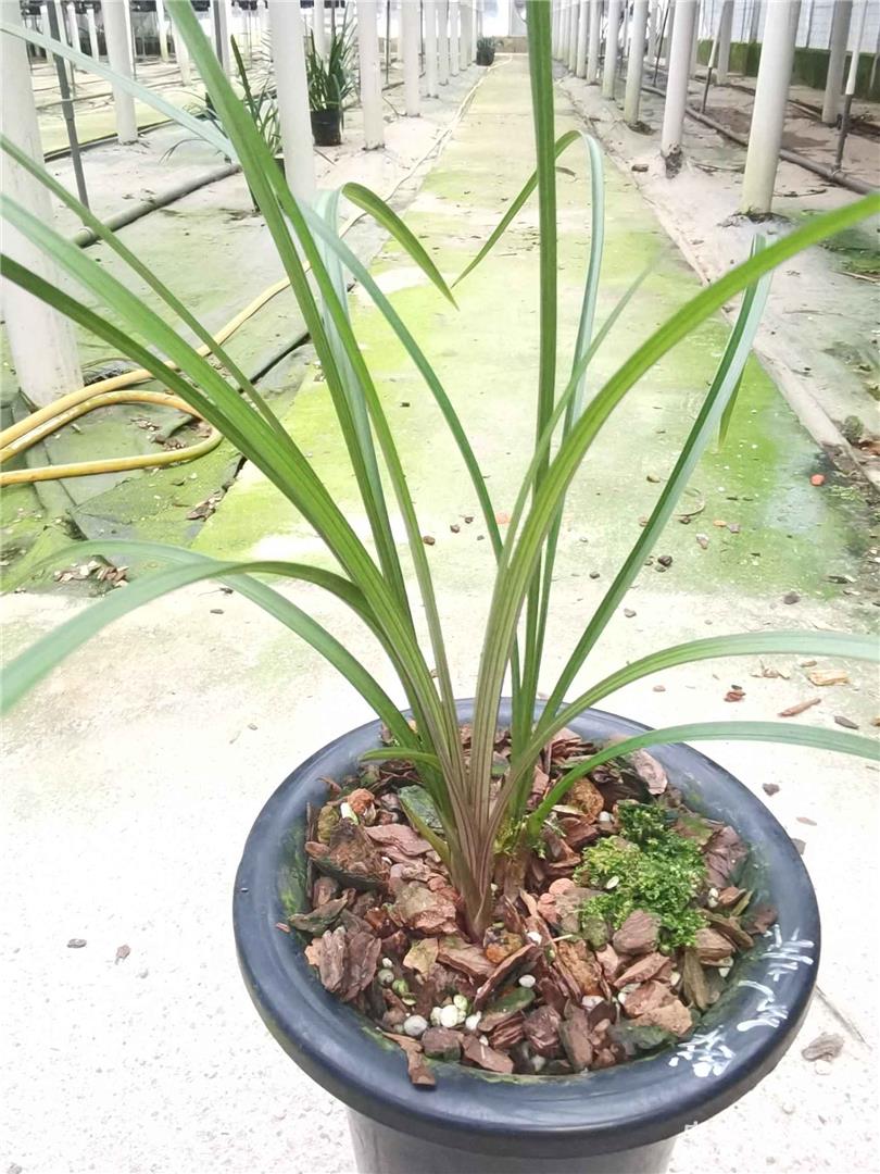 兰花直播一物一拍专用链接，请勿自行下单