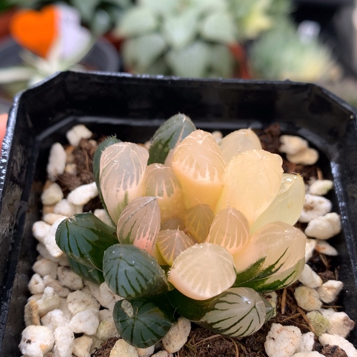 霓虹灯玉露锦，带盆一起