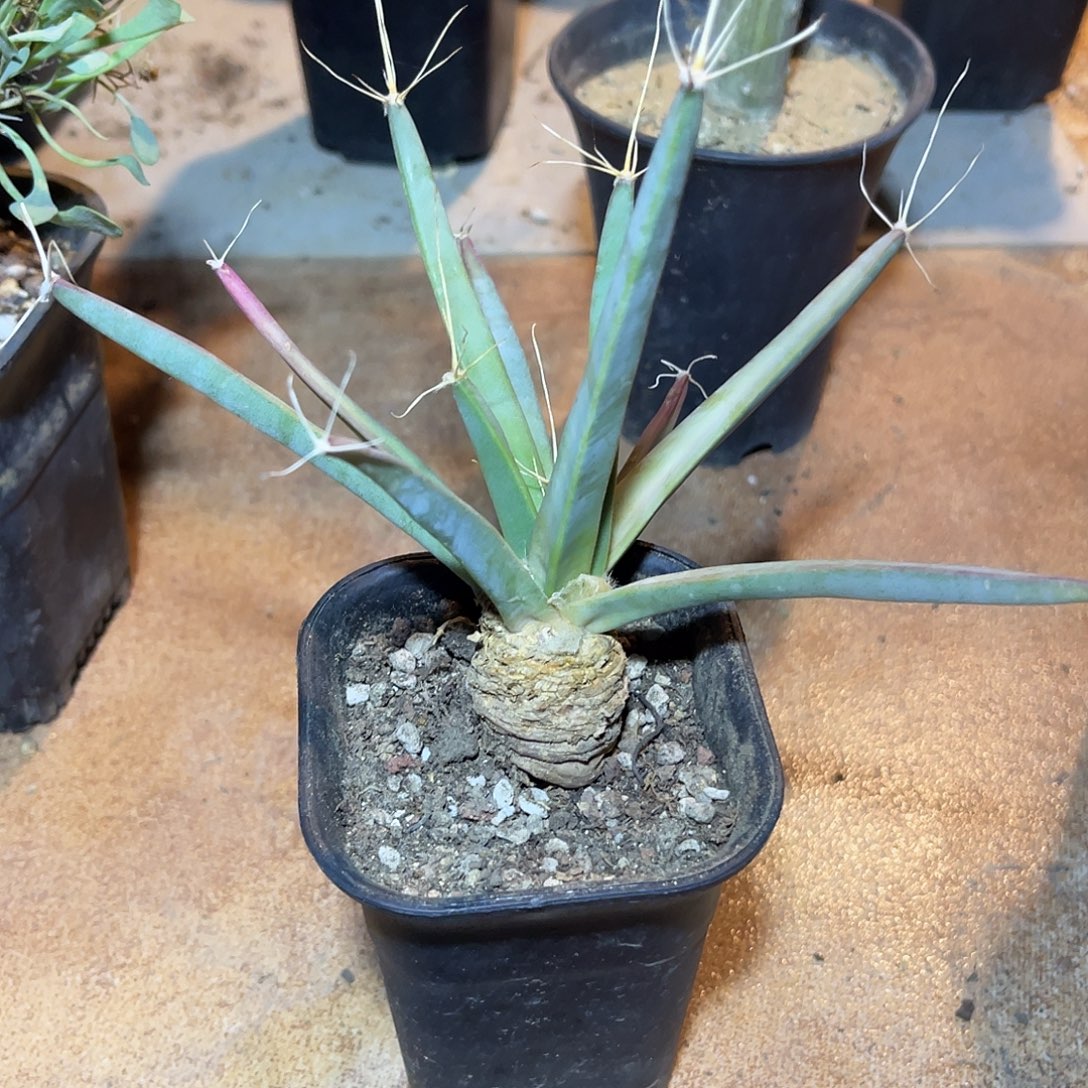 实生光山四大名球之一