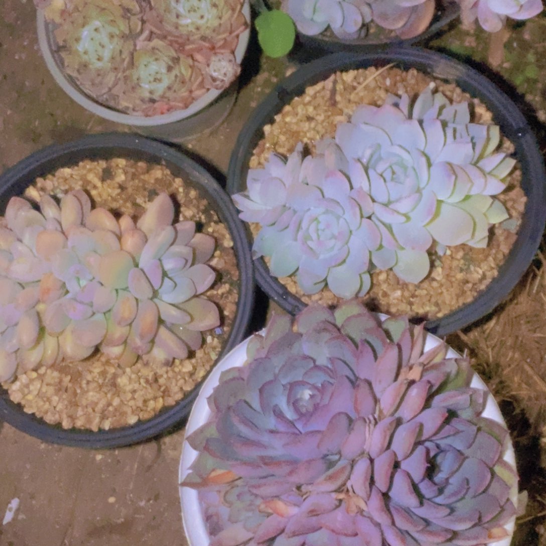 唐***.一组一拍包邮一单