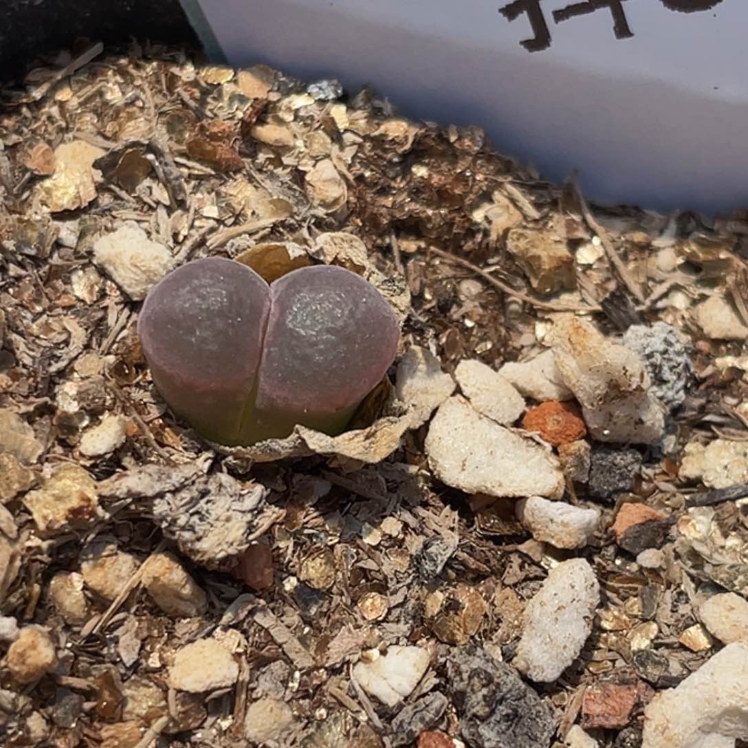 5-85肉锥c10多肉植物