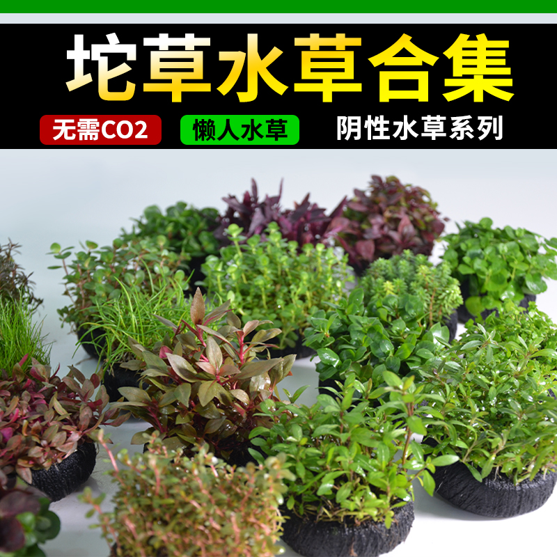 【坨草新手入门】1坨草水培草大全鱼缸植物鱼缸专用懒人生态水草