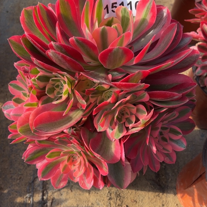 15116女巫多肉植物