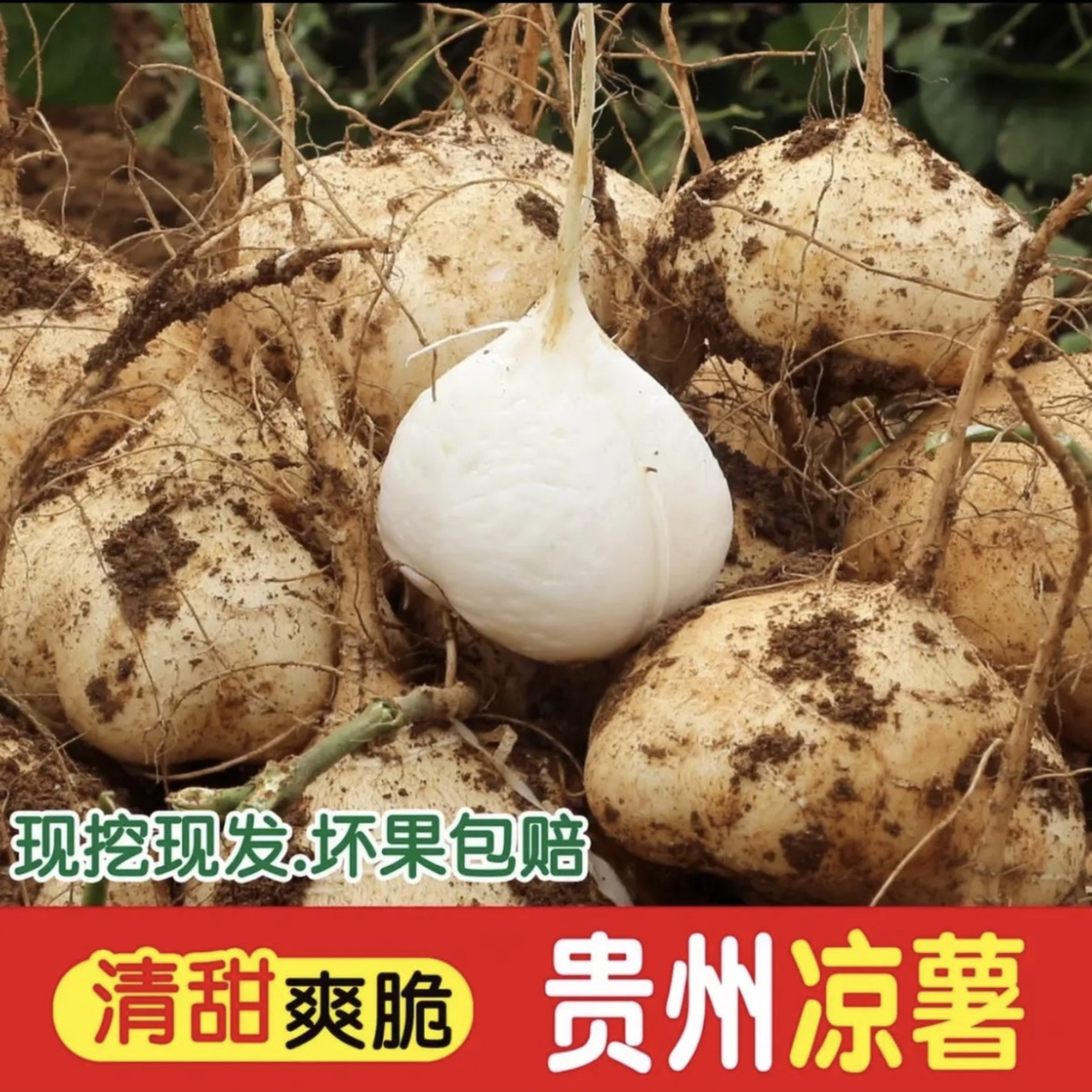 【粉丝团购福利】新鲜凉薯地萝卜皮薄采摘现挖地瓜豆薯沙葛土瓜