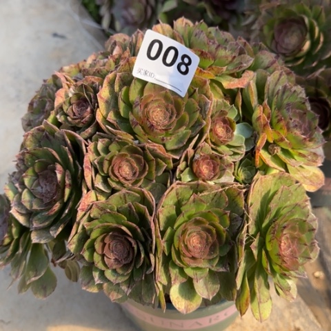 008万拉丝20厘米左右