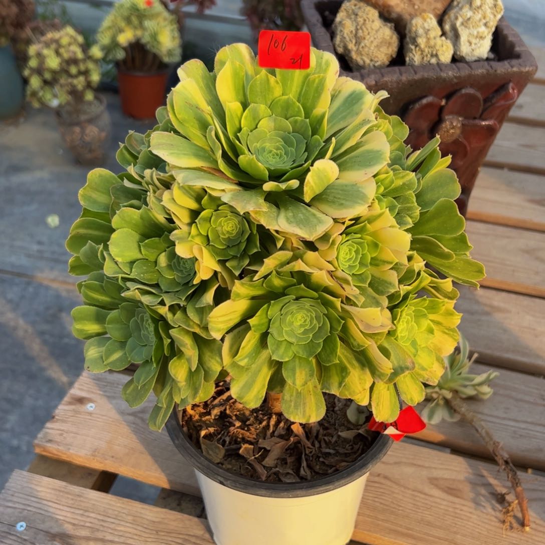 106炖肉植物发货金丝翡翠花脸