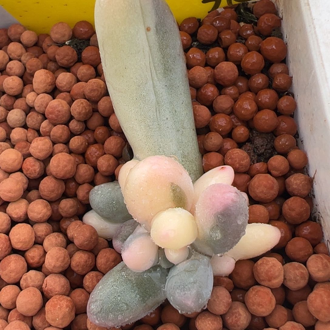 汤圆锦白锦，三头带锦