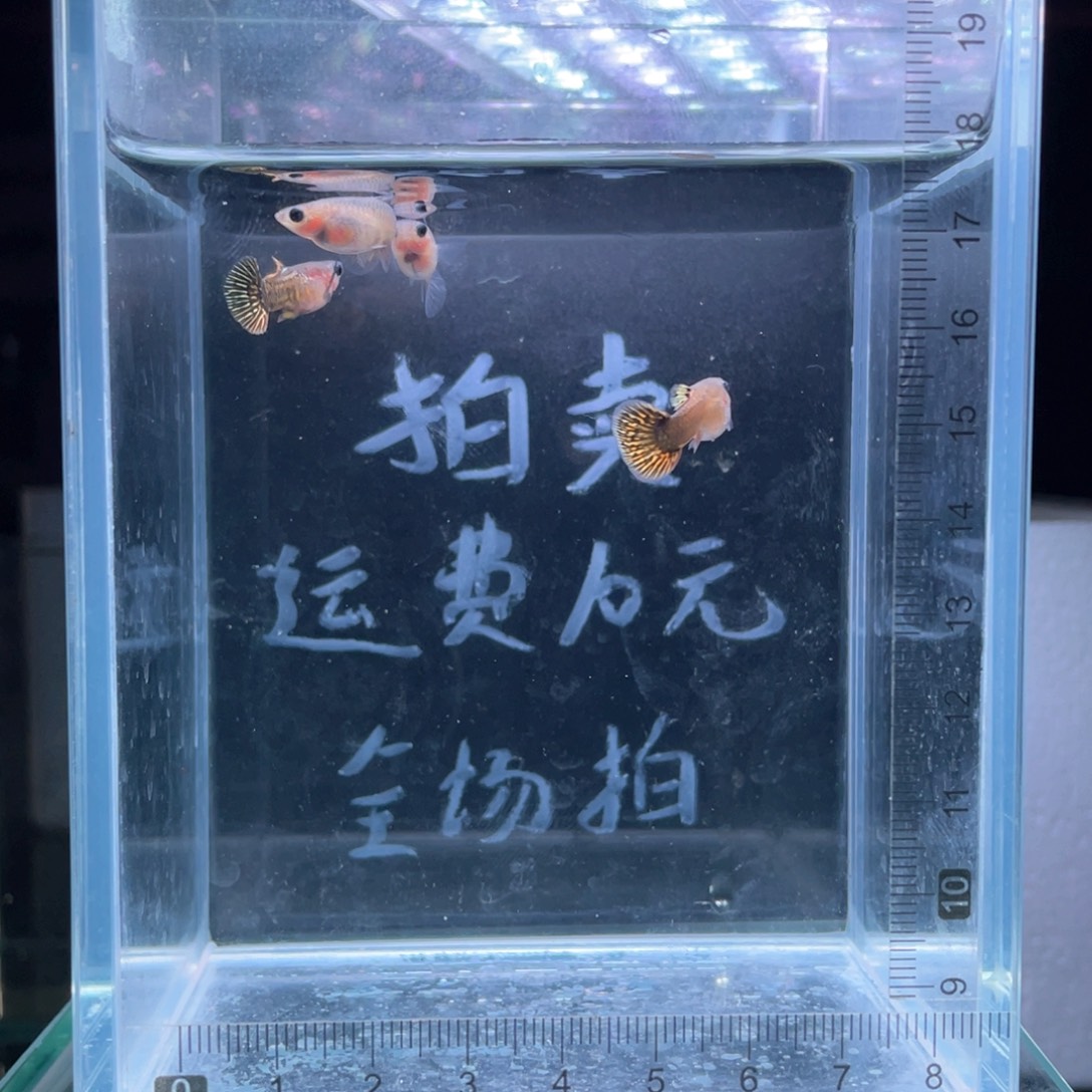 孔雀鱼小蜜蜂玻璃猫孔雀鱼两对，两个多月亚成鱼