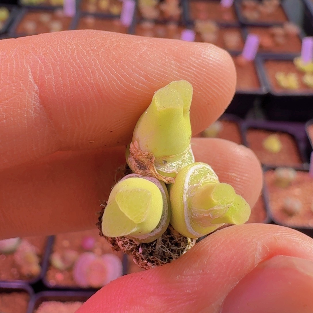 ?**u云缦精品番杏4.23