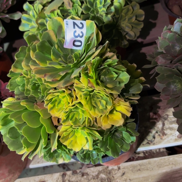 230七彩多肉植物不售后