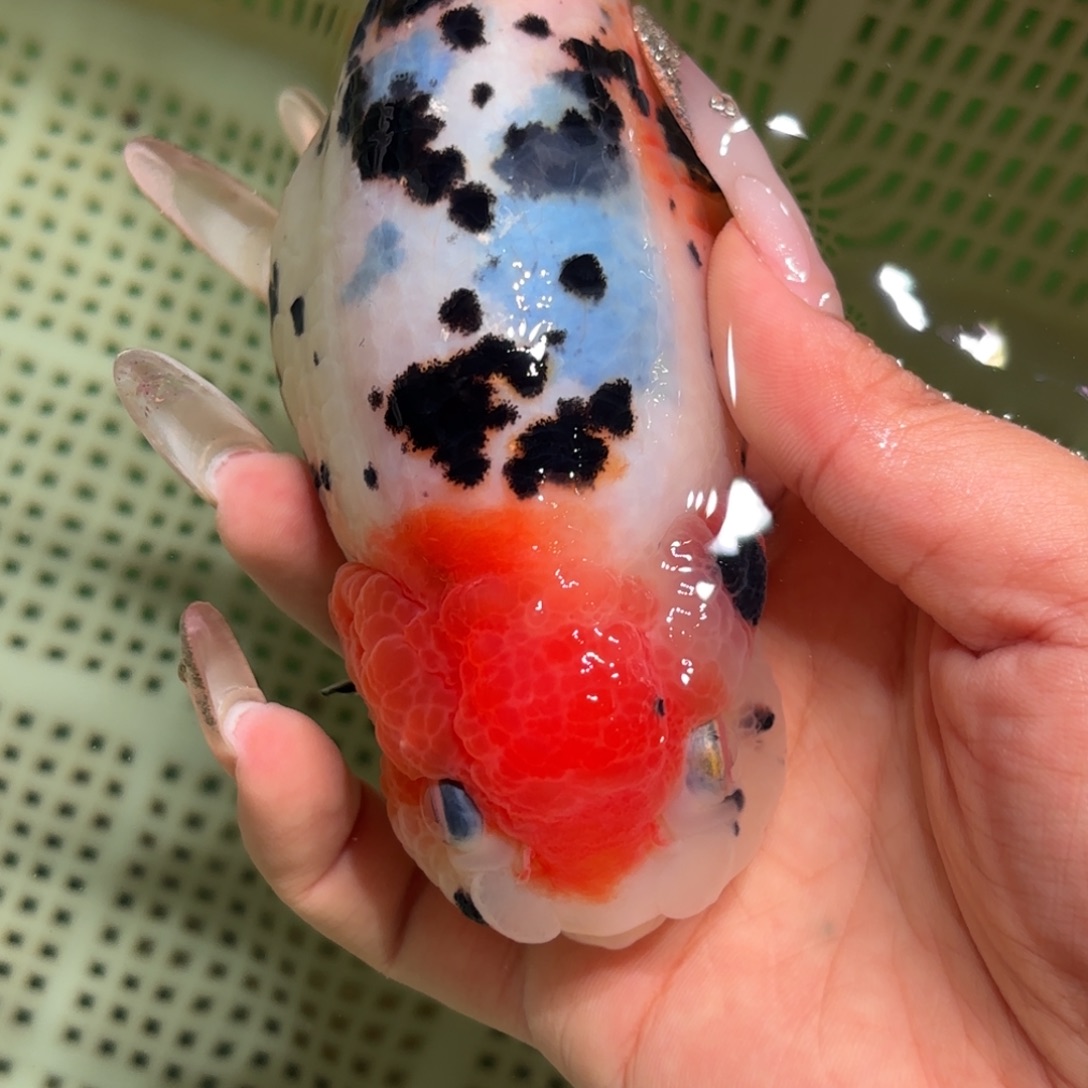 杨***若金鱼拍包装包邮，不拍包装运费到付