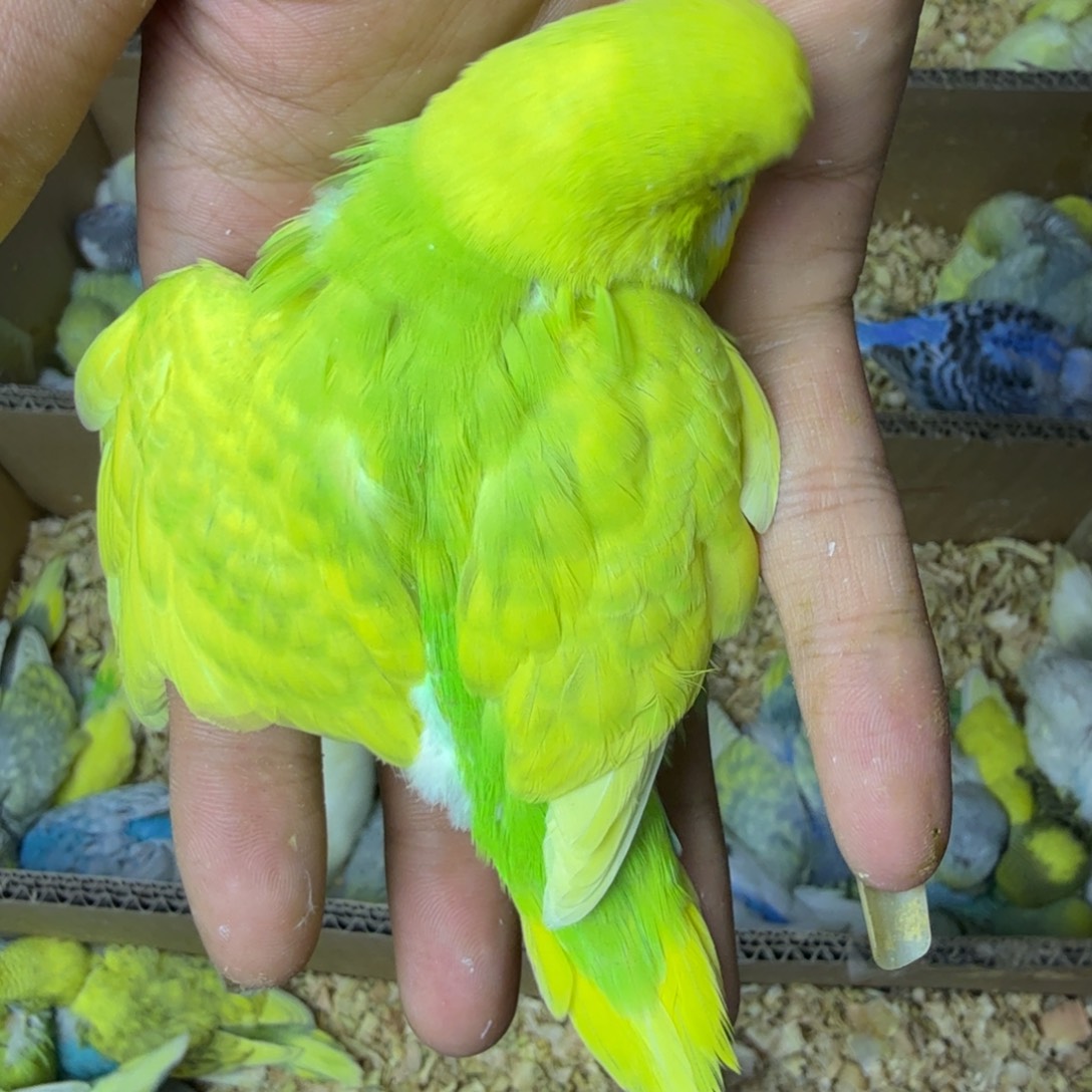 暖***眠虎皮鹦鹉大头黄绿