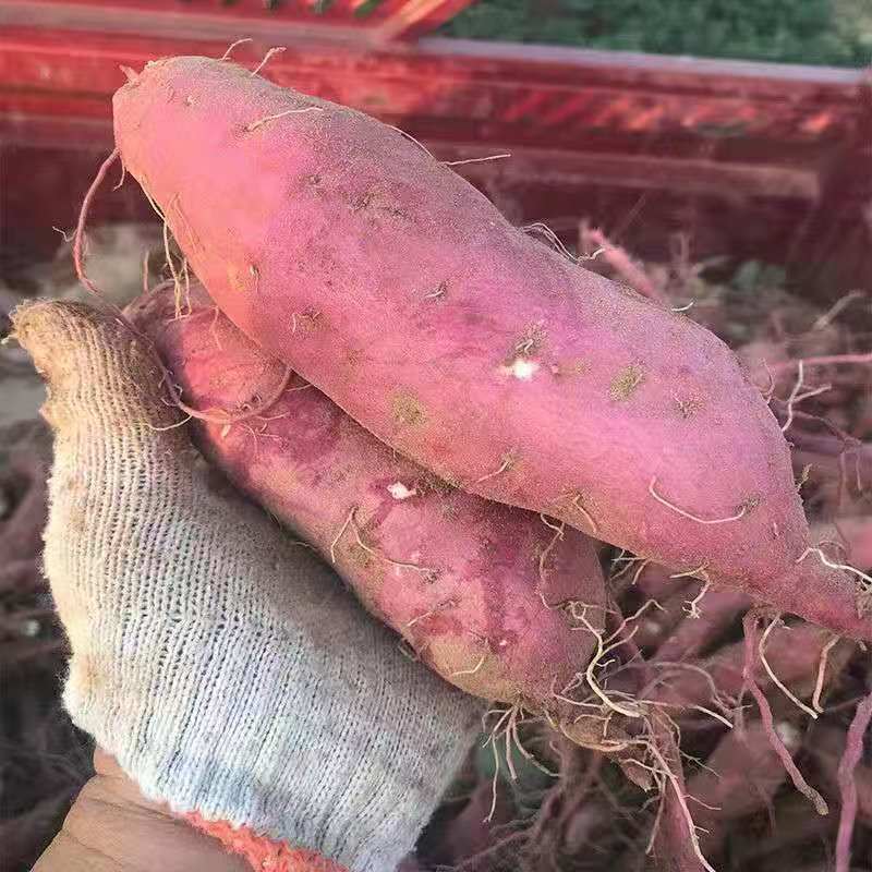 现挖红薯黄心蜜薯新鲜批发红皮板栗糖心农家番薯地瓜山芋香甜超甜