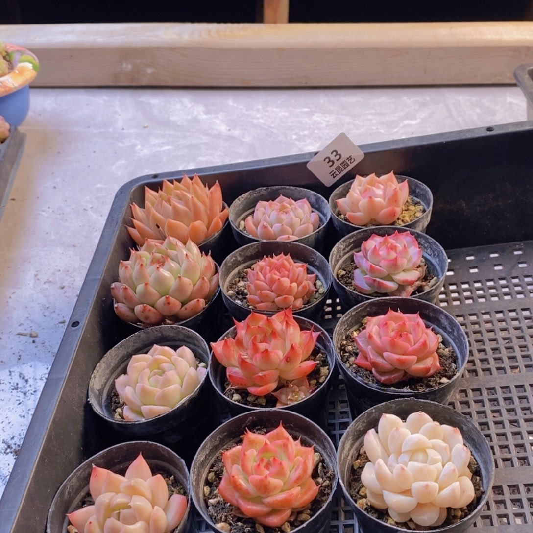 一物一拍。      033