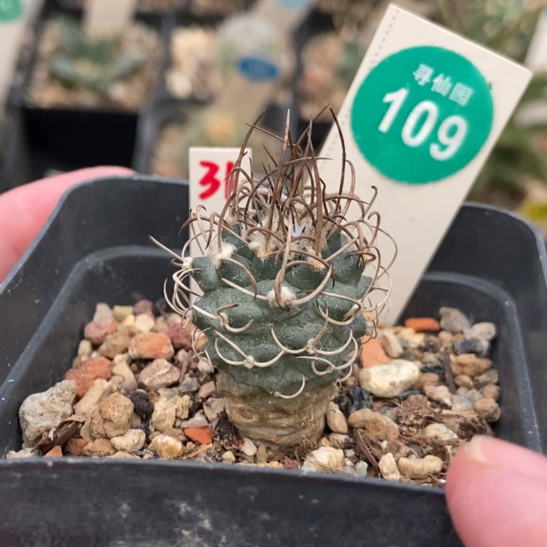 实生狂刺娇丽2.5cm