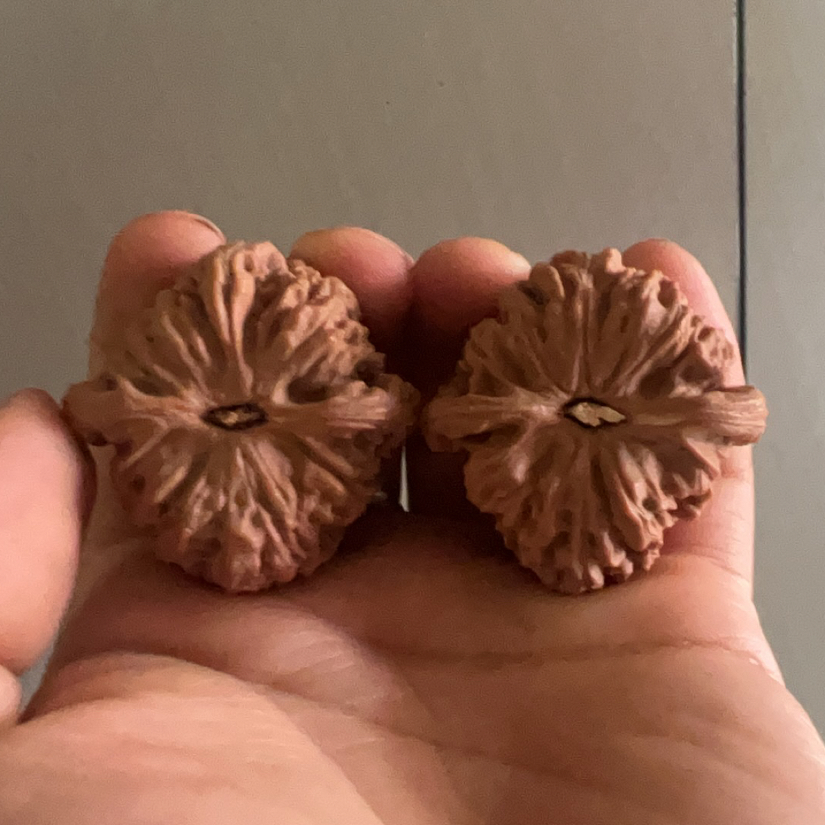 【旅山文玩专属链接】文玩核桃直播链接