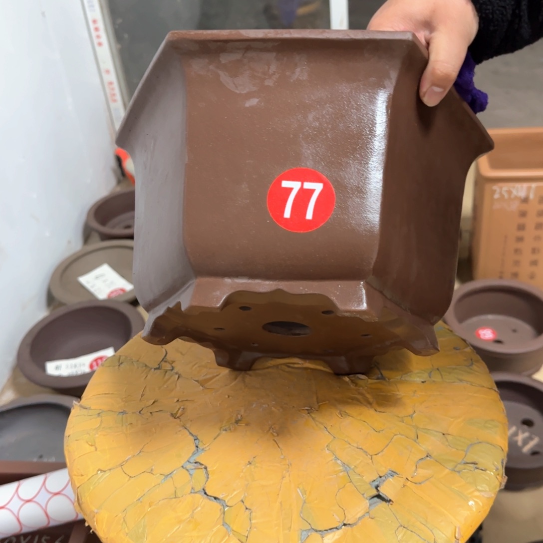 紫砂花盆我呜呜呜呜呜我的