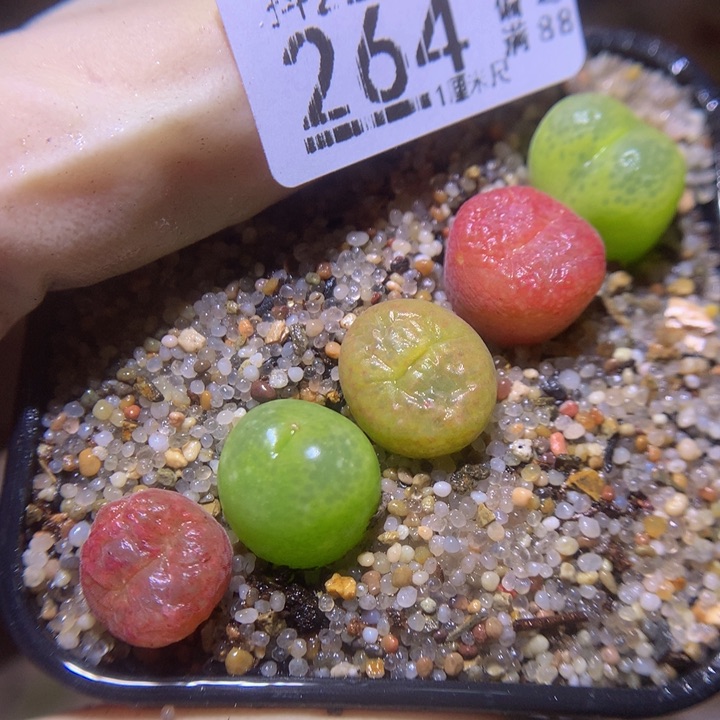 精品生石花221.264