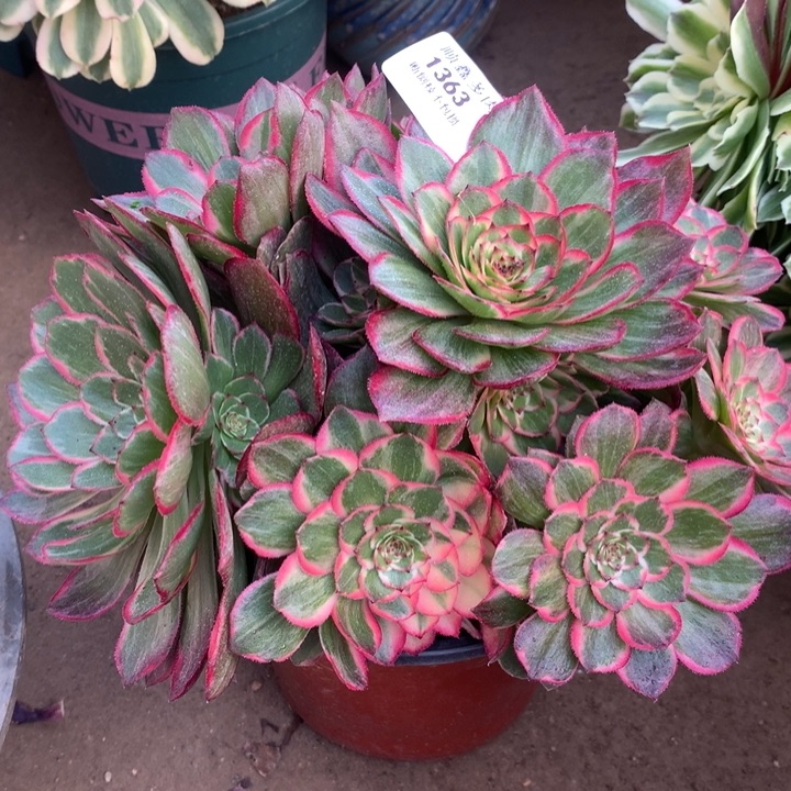 1363莲花座多肉植物