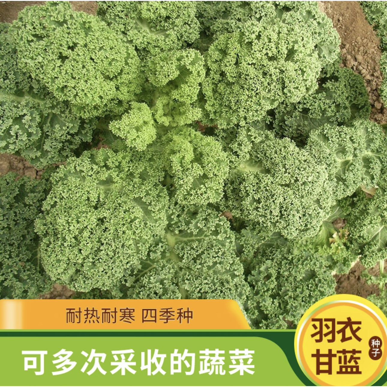【羽衣甘蓝种子】正品家庭小院阳台抗寒耐冻四季盆栽地栽可食用商品图