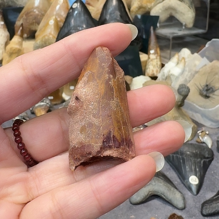 本***然PVC精品巨齿牙齿化石