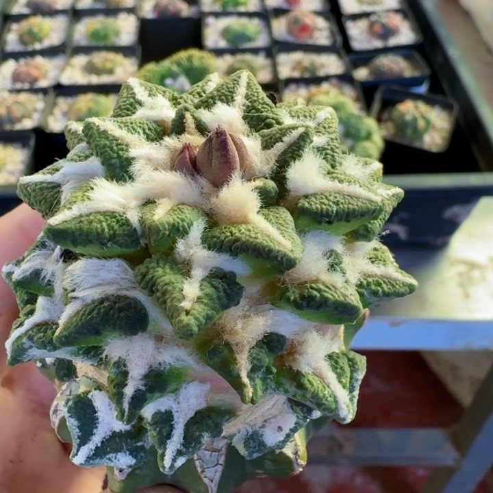 龍***一无花朵718变尤黑牡丹