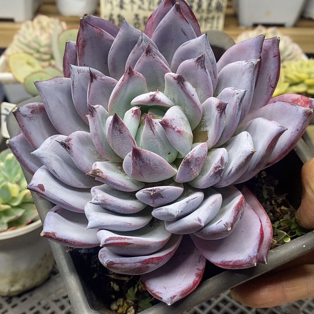 05123 叠叶大祖母绿