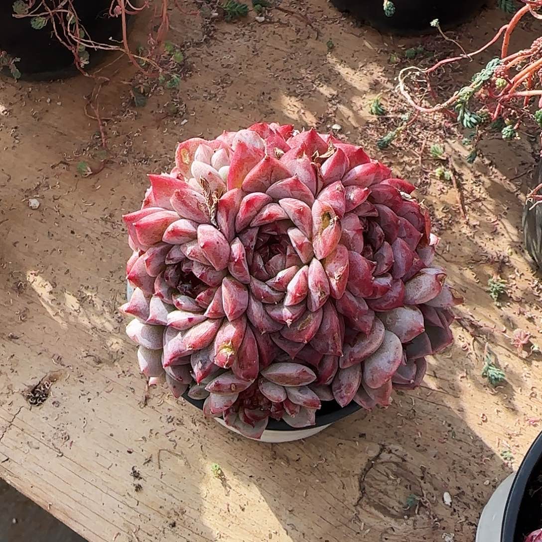 樱****定向多头天鹅绒10糖心