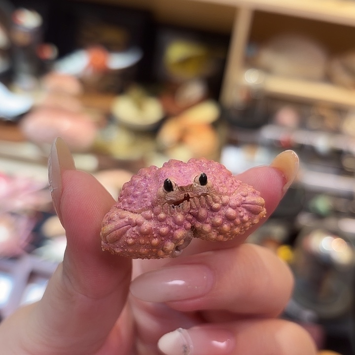 真实迷你紫山羊馒头蟹