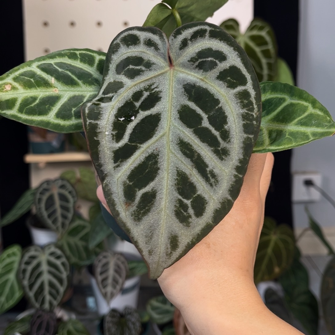 无花朵035 SKG银红