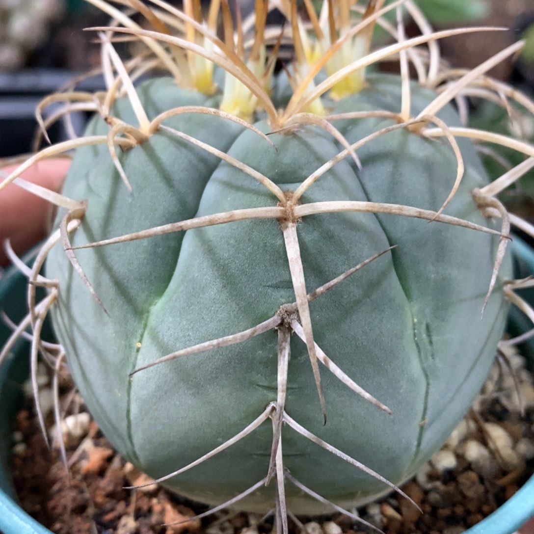 孤品实生包刺伏刺光琳玉7.5cm捡漏福利