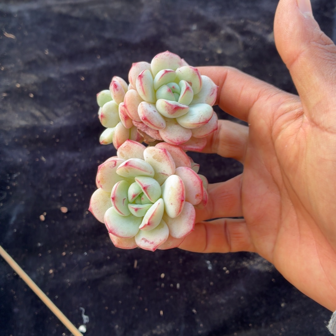 ꒰***꒱在一起也没有那么重要啦好嘛