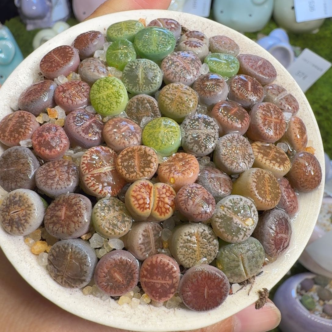 多肉植物福利冲579