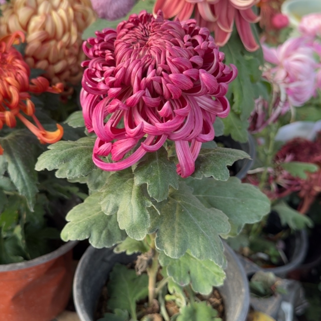 ****禾完全开放滦水紫云