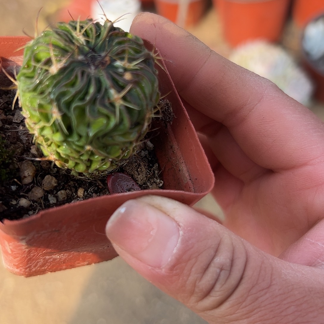 多肉植物多肉植物