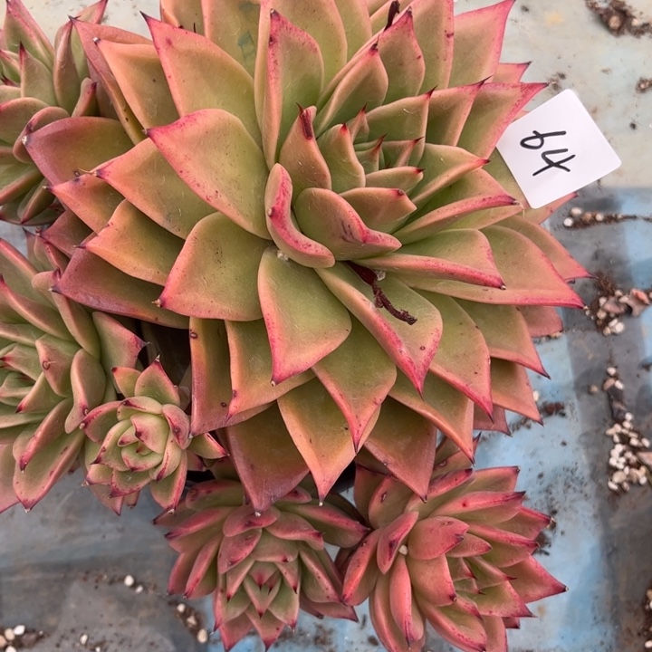 肖***乐64/////////////////