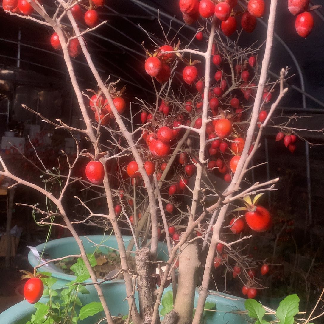 王***金无花朵老鸦的故事