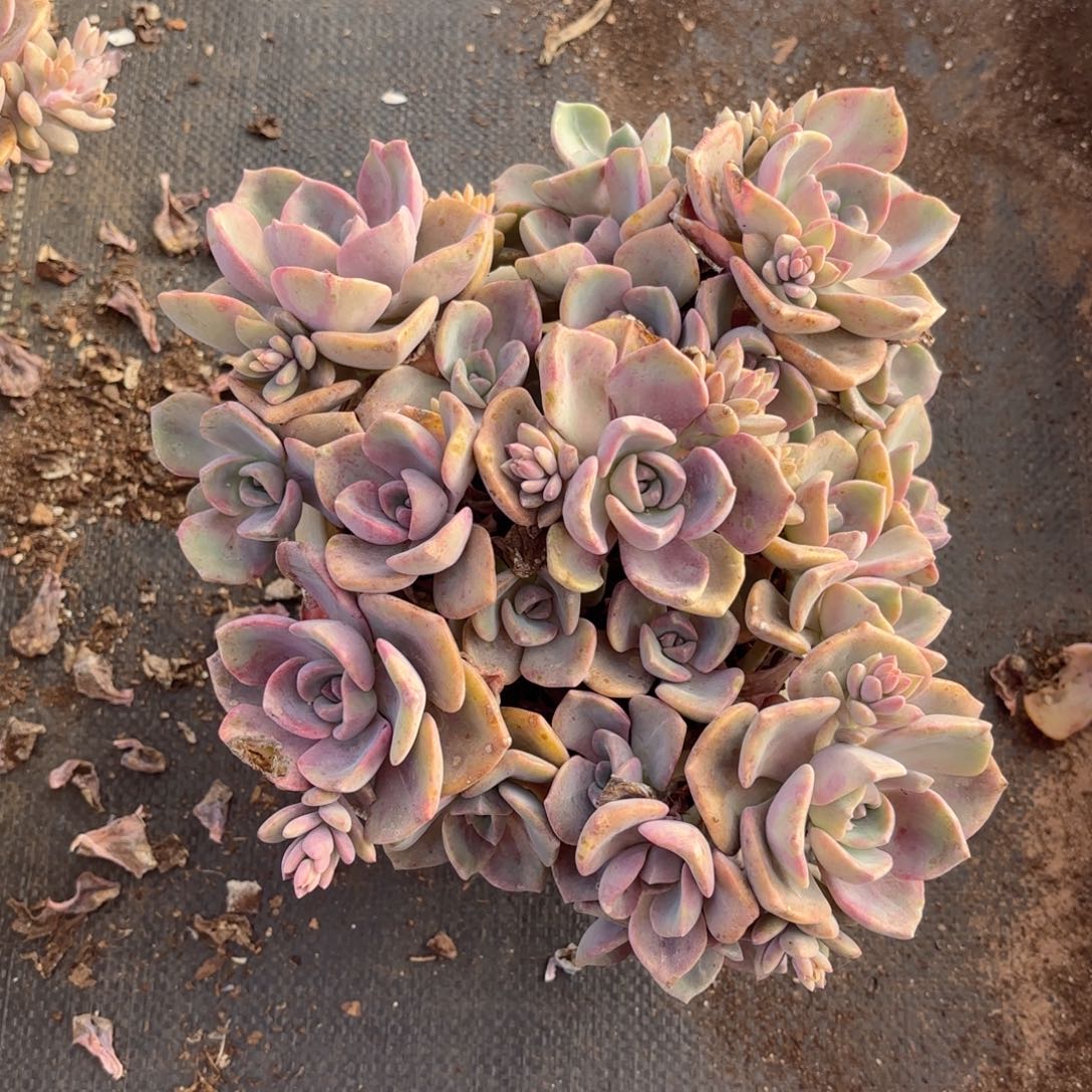 老庄彩虹糖多肉植物