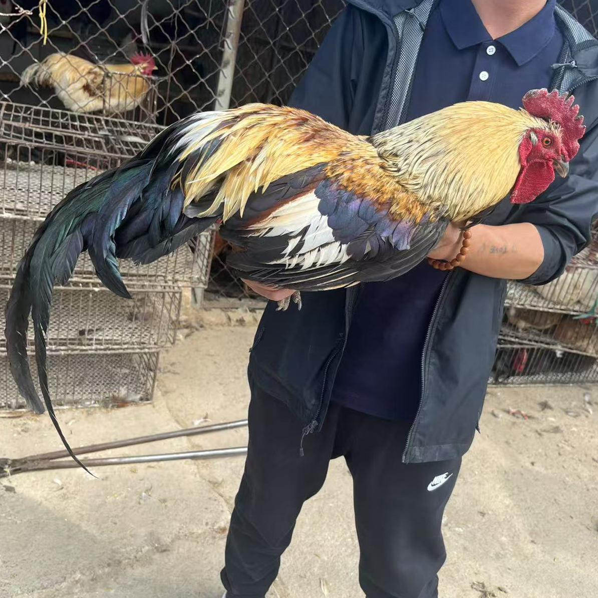 正宗华北柴鸡大公鸡现场宰杀。