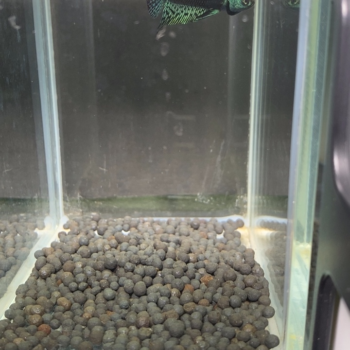 斗鱼泰国斗鱼522号