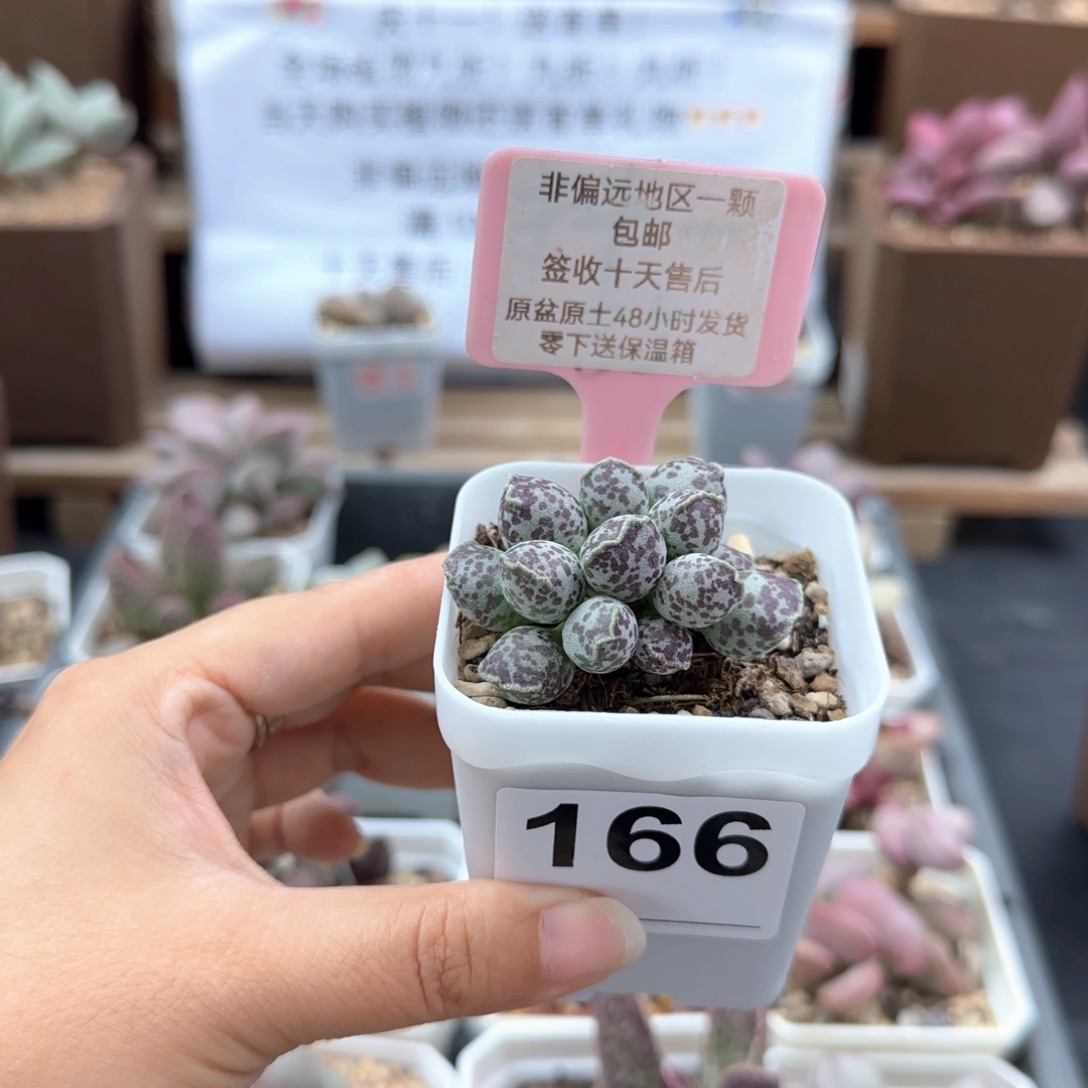 ࿐****166达摩海报多肉植物