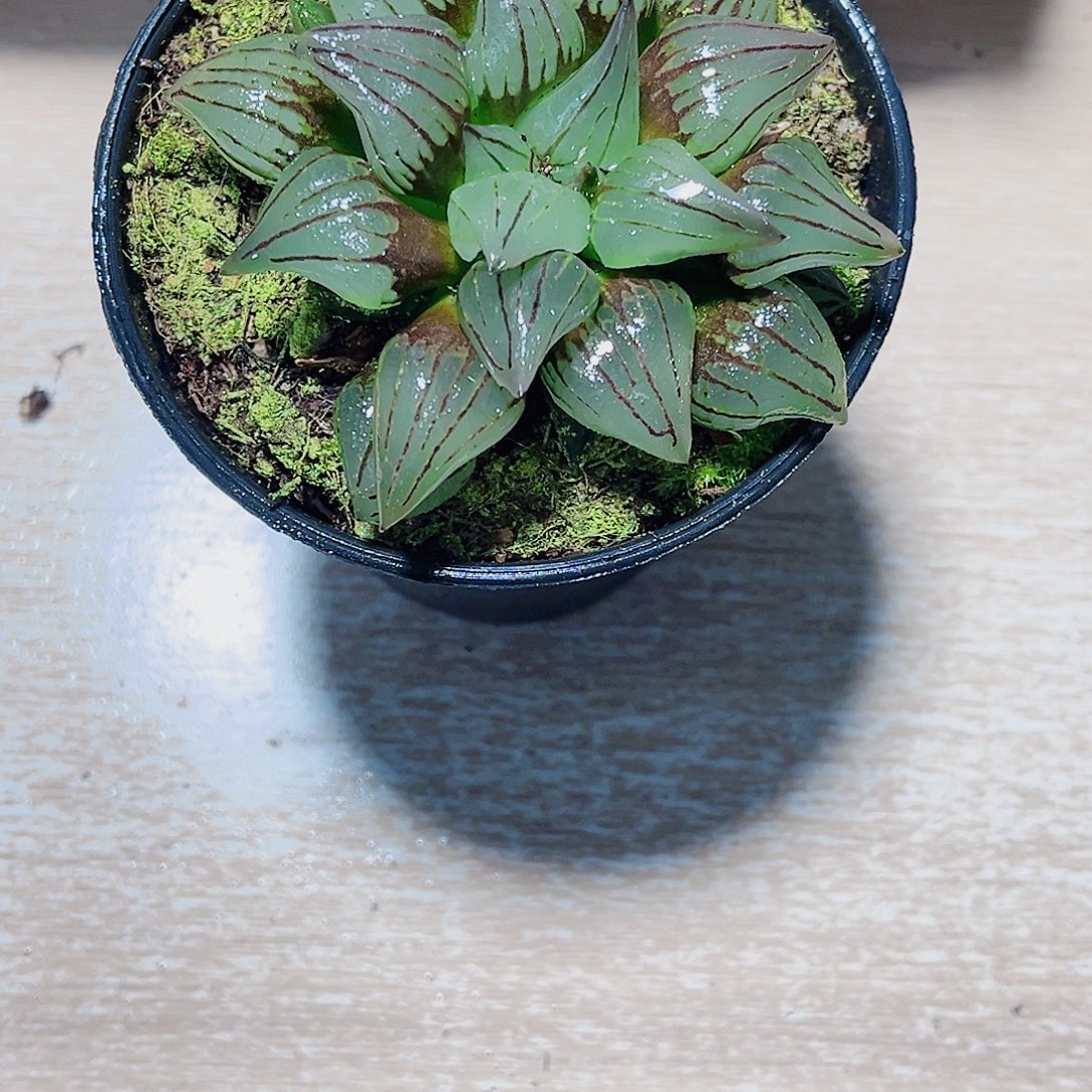 西瓜寿精品十二卷系列