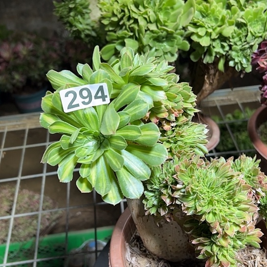 木***子多肉植物一个碧螺春294
